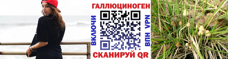 Псилоцибиновые грибы Cubensis  купить  цена  Прохладный 
