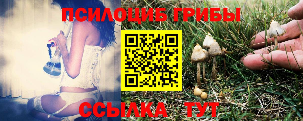 Галлюциногенные грибы Cubensis Прохладный